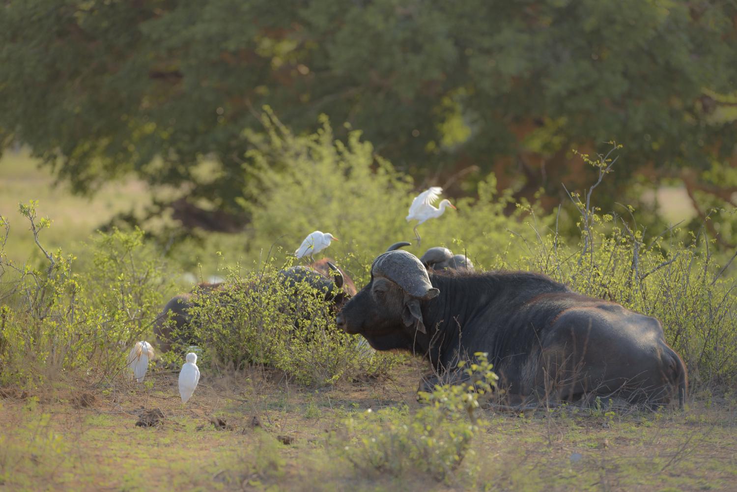 yala-national-park-2024-11-06